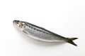 Whole picture of fresh sardines Royalty Free Stock Photo