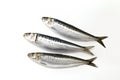 Whole picture of fresh sardines Royalty Free Stock Photo