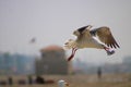 White and brown seagull in flight at the beach Royalty Free Stock Photo