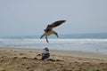 White and brown seagull in flight at the beach with wings fully spread Royalty Free Stock Photo