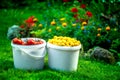 Shot of white buckets of freshly picked ripe red tomatoes and small yellow plums Royalty Free Stock Photo