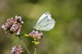 White cabbage butterfly on a blooming lavender flower on a summer day Royalty Free Stock Photo