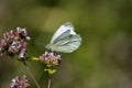 White cabbage butterfly on a blooming lavender flower on a summer day Royalty Free Stock Photo