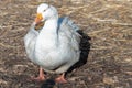 Shot of a white goose standing on a grassy field Royalty Free Stock Photo