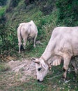 A shot of White Indian Cows grazing in the upper himalayan region. Uttarakhand India