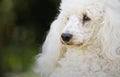 Shot of a White Miniature Poodle