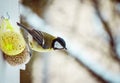 Shot of wild bird pearching on the branch during winter Royalty Free Stock Photo