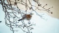 Shot of wild bird pearching on the branch during winter Royalty Free Stock Photo