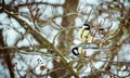 Shot of wild bird pearching on the branch during winter Royalty Free Stock Photo