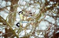 Shot of wild bird pearching on the branch during winter Royalty Free Stock Photo