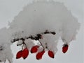 Shot of winter background with red rose hips covered with snow Royalty Free Stock Photo