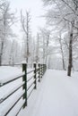Shot of winter scenery, a tranquil snow-covered forest