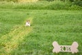 Adorable happy fox terrier dog at the park 2018 new year greetin Royalty Free Stock Photo