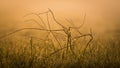 Abstract bough with spider web in morning light