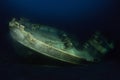 Kittiwake ghost ship at night Royalty Free Stock Photo