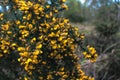 Vibrant yellow flowers glowing in the muggy forest Royalty Free Stock Photo