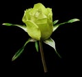 Shot of a yellow-green rose flower on the black isolated background with clipping path. Close-up. For design. Royalty Free Stock Photo