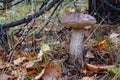 Young birch bolete Leccinum scabrum mushroom, known as the rough-stemmed bolete, or scaber stalk close up picture in the summer Royalty Free Stock Photo