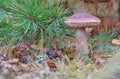 Young birch bolete Leccinum scabrum mushroom, known as the rough-stemmed bolete, or scaber stalk close up picture in the summer Royalty Free Stock Photo