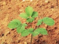 Shot of a young gingseng plant in culture