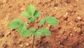 Shot of a young gingseng plant in culture