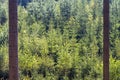 A shot a young green forest through tree trunks of mature forest Royalty Free Stock Photo