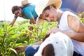 Young horticulturist couple harvesting fresh vegetables with dog company in the garden.