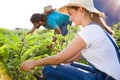 Young horticulturist couple harvesting fresh vegetables in the garden.