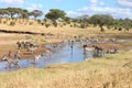 Shot of zeal of zebras at a water stream in the savanna