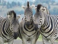 Wide Zebra - Captured in Rietvlei Nature Reserve, Centurion, South Africa, Africa Royalty Free Stock Photo