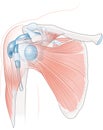 Shoulder anatomy. Bursae and muscles_2