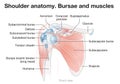 Shoulder anatomy. Bursae and muscles Royalty Free Stock Photo