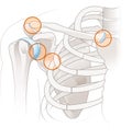 Shoulder anatomy. Joints of the shoulder. Illustration_2