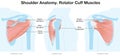 Shoulder anatomy. Rotator cuff muscles. Labeled illustration. Blue Red