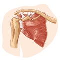 Shoulder anatomy