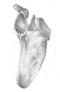Shoulder blade - skeleton Royalty Free Stock Photo