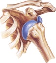 Shoulder - Dislocation of the Humerus Royalty Free Stock Photo