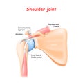 Shoulder joint anatomy