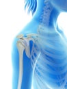 The shoulder joint