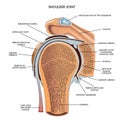 Shoulder joint medical illustration Royalty Free Stock Photo