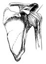 Shoulder Joint with some of its Ligaments, vintage illustration