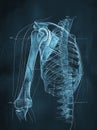 Shoulder joints. Shoulder anatomy. Frozen shoulder. Impingement. Medically illustration