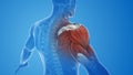 shoulder muscle pain and injury