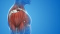 shoulder muscle pain and injury