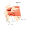 The shoulder muscles surrounding the rotator cuff Royalty Free Stock Photo