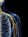 The shoulder nerves