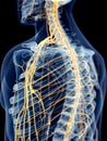 The shoulder nerves