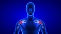 Shoulders Pain close-up illustration - front view. Blue Human Anatomy Body 3D Scan render on blue background