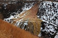 Shourab or Shoorab spring in Gadouk during winter , Iran