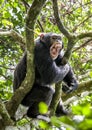 Shouting a Angry Chimpanzee. The chimpanzee (Pan troglodytes) shouts in rain forest, giving signs to the relatives. Royalty Free Stock Photo